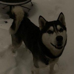 Meet your Posher, Tarissa